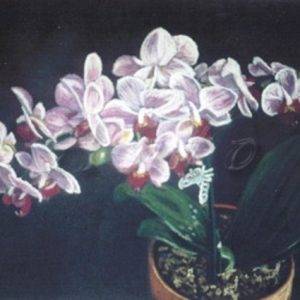 Orchidées Phalaenopsis (3)